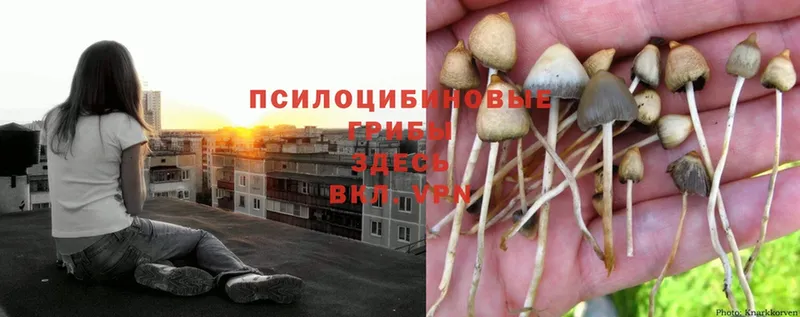 Псилоцибиновые грибы Psilocybine cubensis  Грязовец 